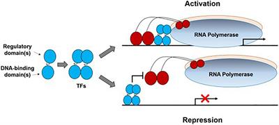 Transcription Factor Engineering for High-Throughput Strain Evolution and Organic Acid Bioproduction: A Review